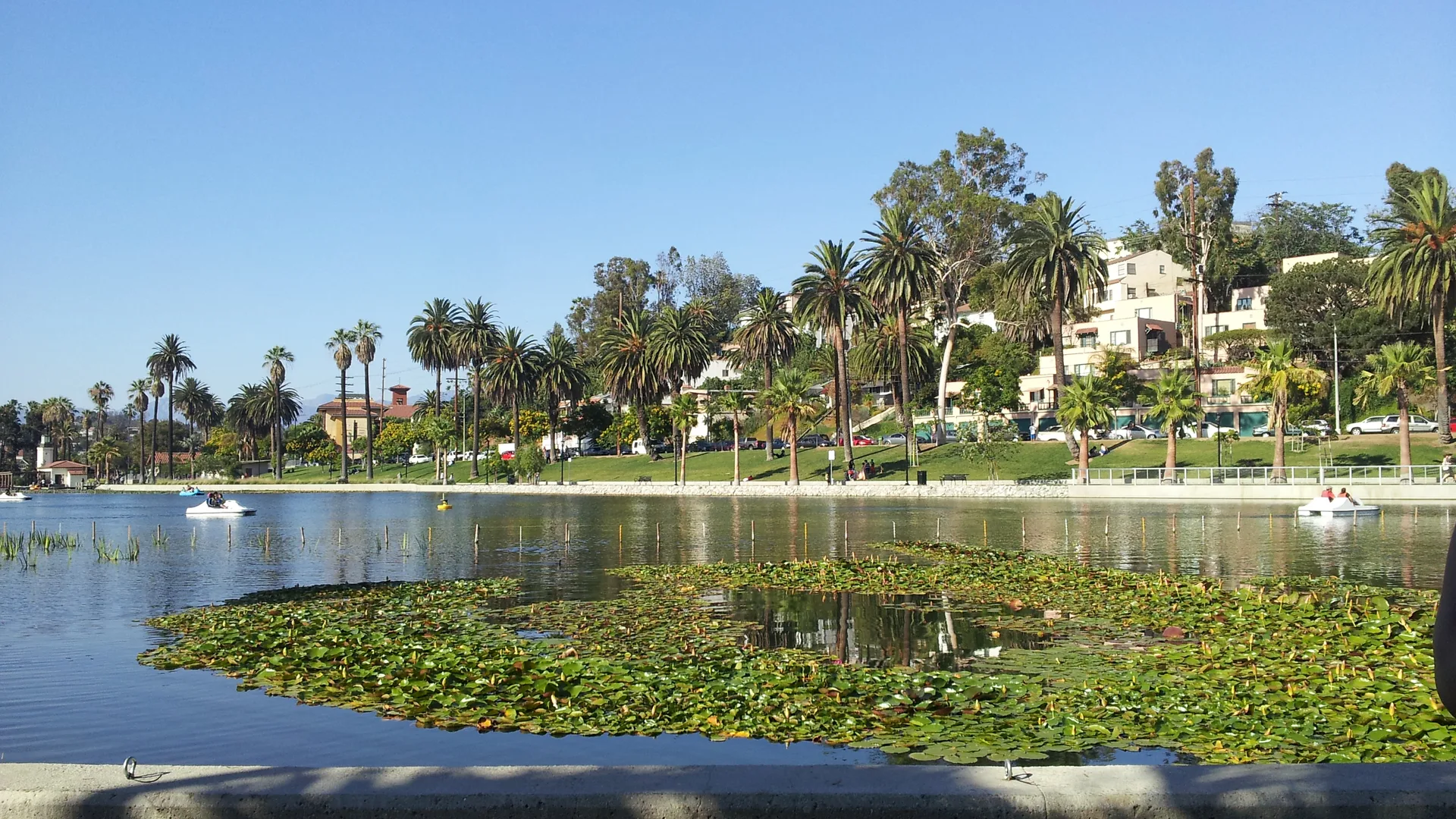 Lotus beds, water, and a neighborhood hillside at Echo Park Lake in Los Angeles